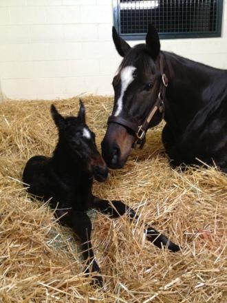 Zenyatta of Winter Quarter Farm