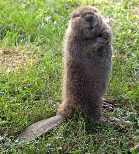 Bertha the beaver Animal Kentucky farm mixes horses and
