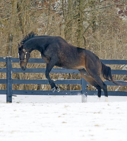 Black and White Wedding Cake Black and White Wedding Cake