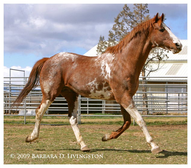 Winter white Daily Racing Form
