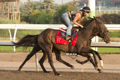 No Time installed as favorite in 13-horse King's Plate