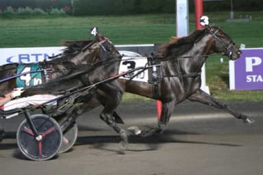 Meadowlands:  Apex, Madam Cheval best in NJ Sire Stakes Platinum finals
