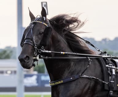 Harness: Melander provides updates on his top Breeders Crown starters