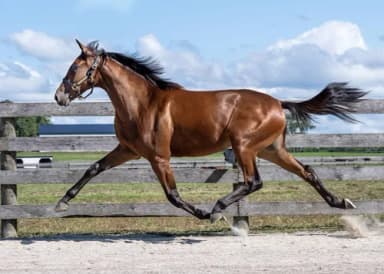 Harness:  2025 London Classic Yearling Sale concludes
