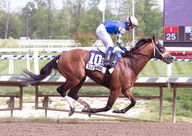 Taj Mahal has spot in Preakness after Federico Tesio victory