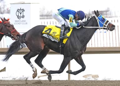 Hollywood Import turns in gutsy performance to win Spectacular Bid
