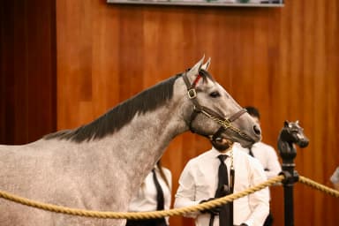 Gun Runner colt in training fetches record-setting $3 million at Ocala Breeders' Sale auction