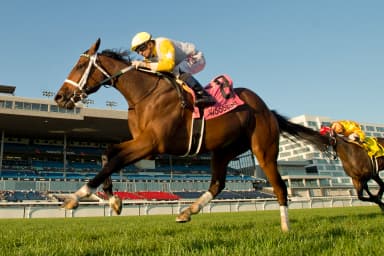 Dixie Law beats the boys in Cup and Saucer Stakes