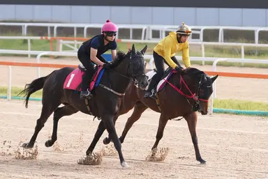 Chancheng Glory, Self Improvement face Seoul test on big weekend for Hong Kong racing