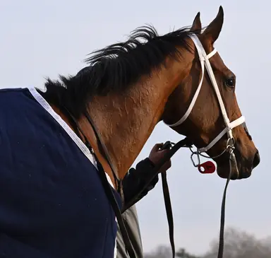 Russell taking wait-and-see approach to Kentucky Oaks with Dazzling Dame