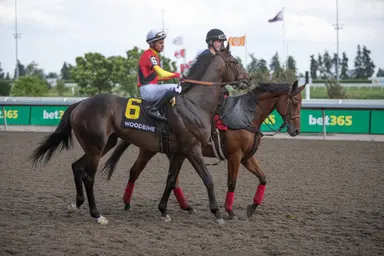 King's Plate pedigree profile: Midnight Mascot