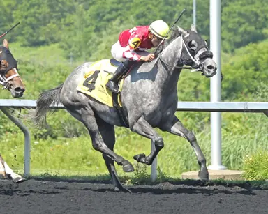Horsepower can break string of seconds in Mr. Steele Stakes