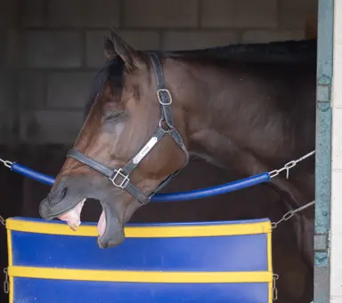 Nysos inside, Journalism outside for Metropolitan Handicap