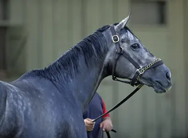 Caravel up for sale after Breeders' Cup