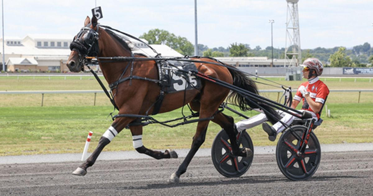 Harness: Multitasking Standardbreds do it all