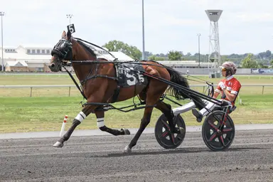 Harness: Multitasking Standardbreds do it all