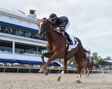 Breakout Beyers: Drip provides Beckman with another quality 3-year-old