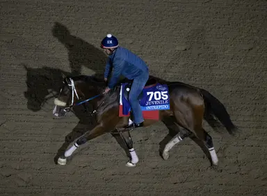 Intrepido works five furlongs for Santa Anita Derby