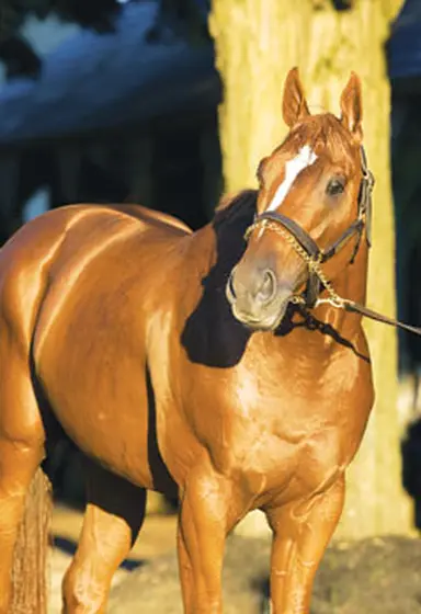 Curlin continues to shine
