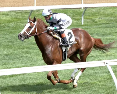 Dinner Party tops eight stakes on Preakness undercard