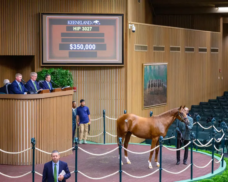 Hip 3027 $350,000 Not This Time Colt.jpg