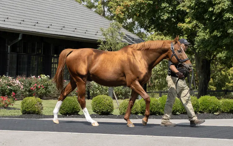 Curlin02.9-18-23.BL_.jpg