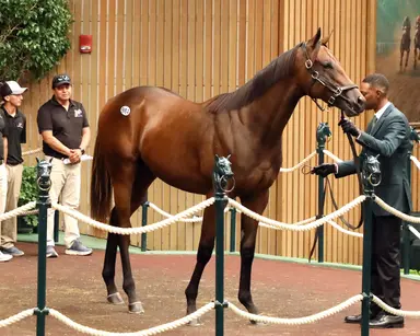 Keeneland September yearling sale: Nyquist colts dominate Book 2's closing day