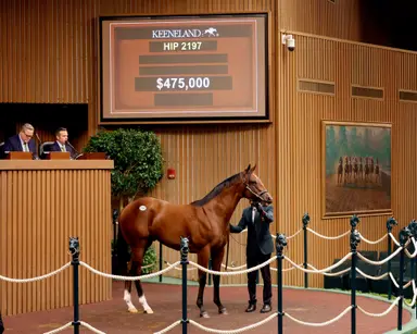 Keeneland September sale continues to post gains across the board through Book 4