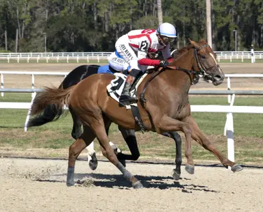 Brown debut winners well worth following