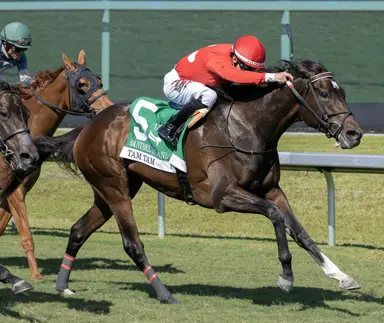 Tam Tam stays perfect on turf in Sanibel Island