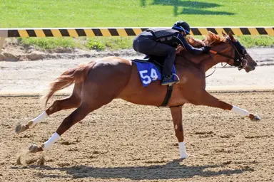 Flightline colt sells for $2.1 million at Fasig-Tipton Midlantic sale