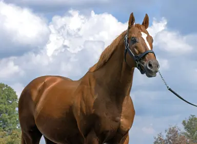 Curlin, 22, taken out of service for remainder of breeding season