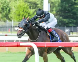 Determined Kingdom takes fourth Punch Line as Trombetta grabs three victories