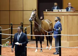 Indiana Derby runner-up Our Moneyman sells for $2 million at F-T horses of racing age sale
