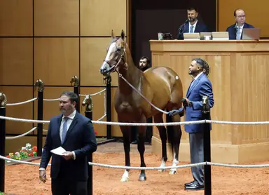 Indiana Derby runner-up Our Moneyman sells for $2 million at F-T horses of racing age sale