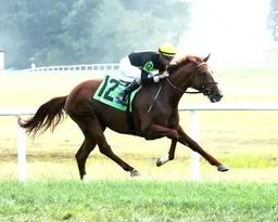 How's Al Today shows explosive turn of foot in Juvenile Mile
