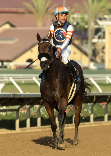 D'Amato deciding between BC Dirt Mile, Sprint for Iron Man Cal