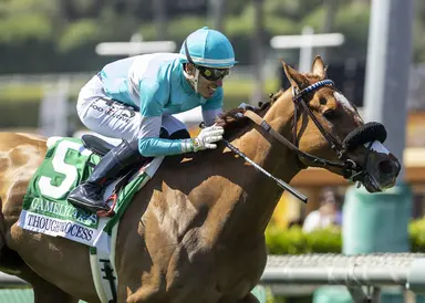 D'Amato believes Thought Process is on top of her game for Mabee