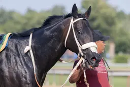 Waralo, Jean Valjean set to throw down up front in Belmont Turf Sprint