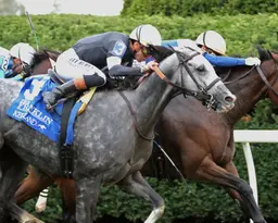Time to Dazzle notches second consecutive Franklin Stakes triumph