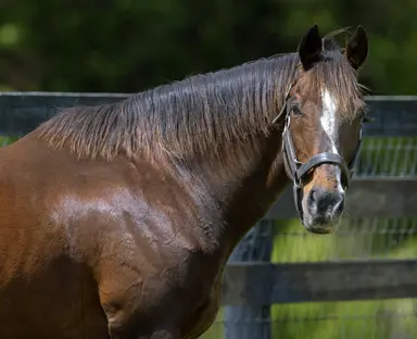 Stallion Stormy Atlantic passes at 32