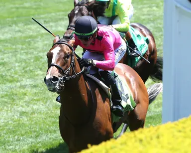 Prince Almasty cuts back on main turf 
