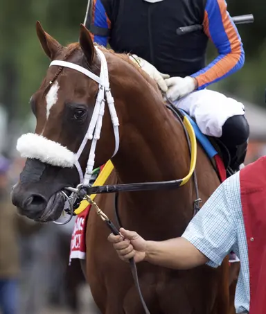 Drain the Clock colt tops California winter mixed sale