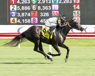 Trombetta sweeps stakes with Hark Theangelssing, Doubting Thomas