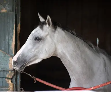 Keeneland horses of racing age sale catalog remains in flux
