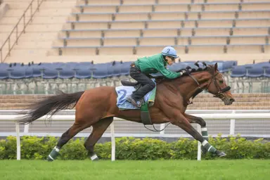 Uemura confident Bellagio Opera can topple mighty Romantic Warrior