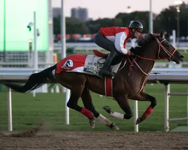 Breeders' Cup Classic: Forever Young in prime shape, assistant trainer says