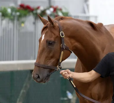 Gold Phoenix working toward Del Mar Handicap