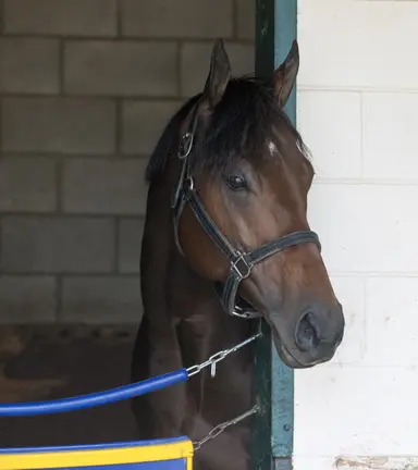 Coolmore adds rights to Nysos to already loaded stallion roster
