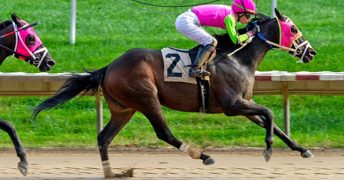 Barbadian Runner a heavy favorite to repeat in Maryland Million Classic